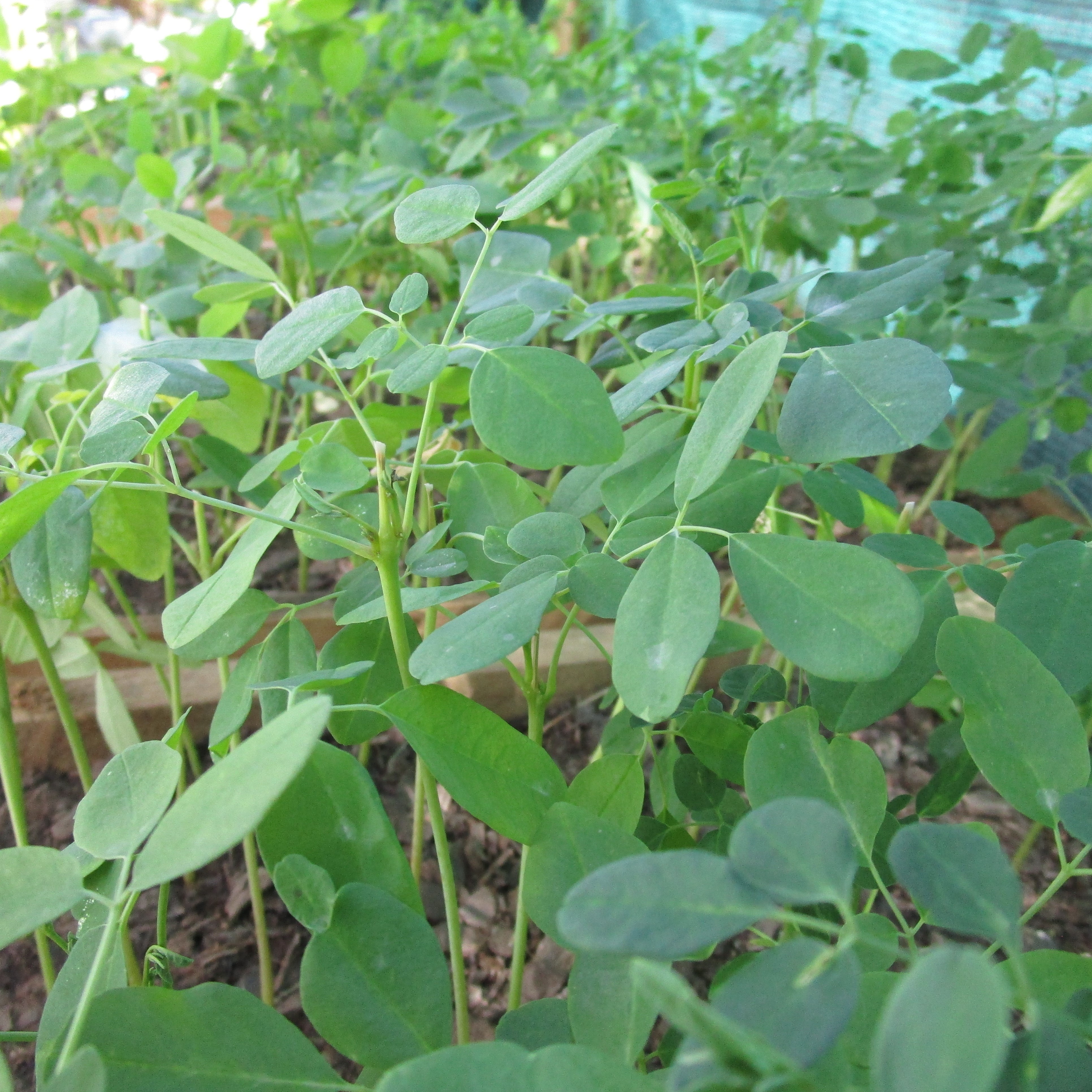 moringa seedlings