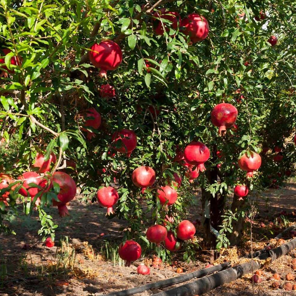 pomegranate_trees